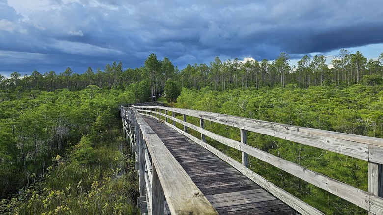 a wooden boardwalk extends through short cypress trees with dark stormy clouds in the sky above
