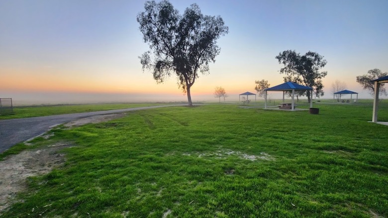 Trees and a field on a foggy morningh