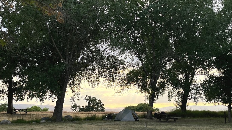 A tent underneath trees