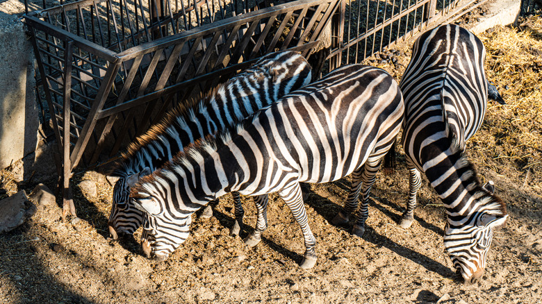 Zebras grazing in an enclosure