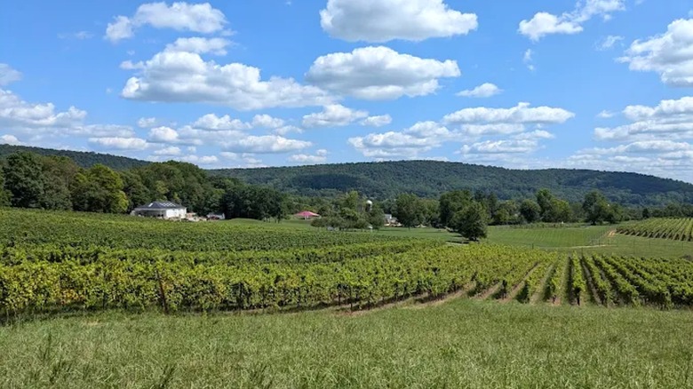A vineyard with a mountain and white house in the distance.