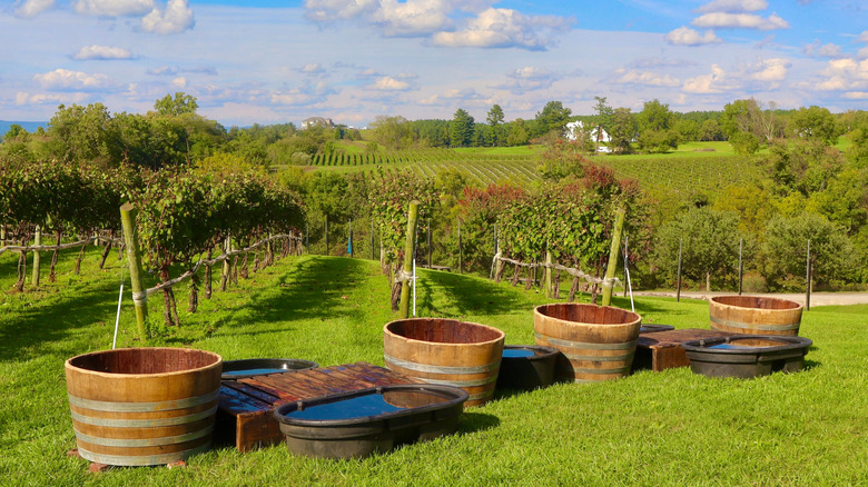 Water troughs ready for grape stomping and vineyards stretching into the distance in Virginia