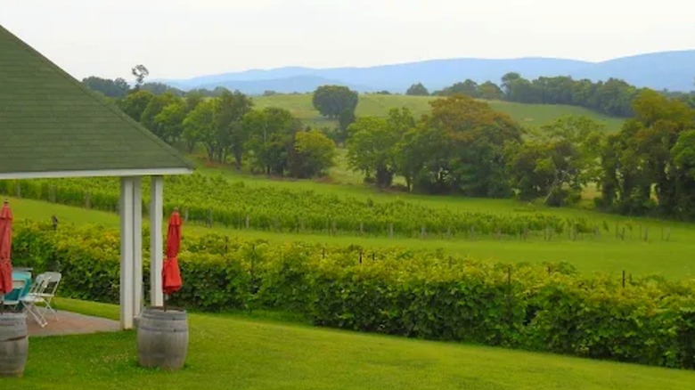 Green fields of grass, grapevines, and trees with hills in the distance and the corner of a pavilion with seating on the left side.