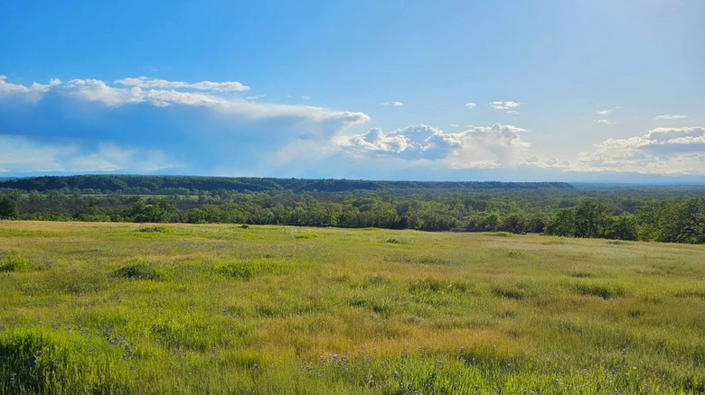 Grass and forests in Battle Creek Wildlife Area on a sunny day