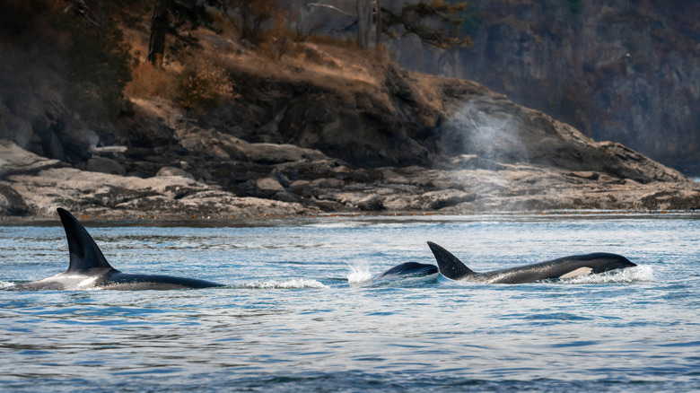 Surfacing group of orcas in the Salish Sea near the San Juan archipelago.