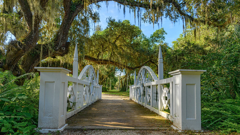 A white, historic bridge at Koreshan State Park in Florida with a snaking tree laden with Spanish moss.