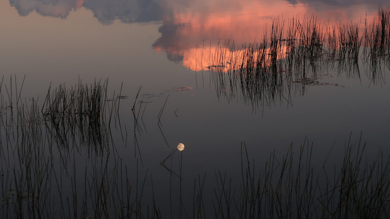 A full moon reflected over Eco Pond in Everglades National Park