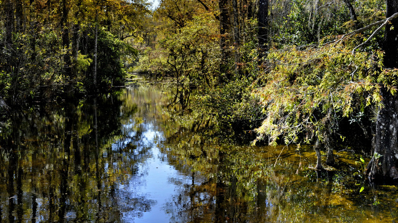 A water body inside the Everglades National Park in Florida
