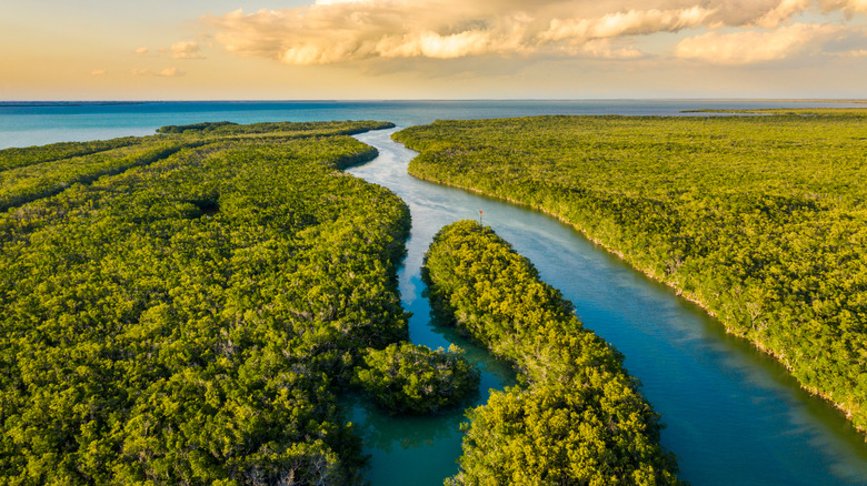 Aerial view of the landscape in one section of Everglades National Park in Florida