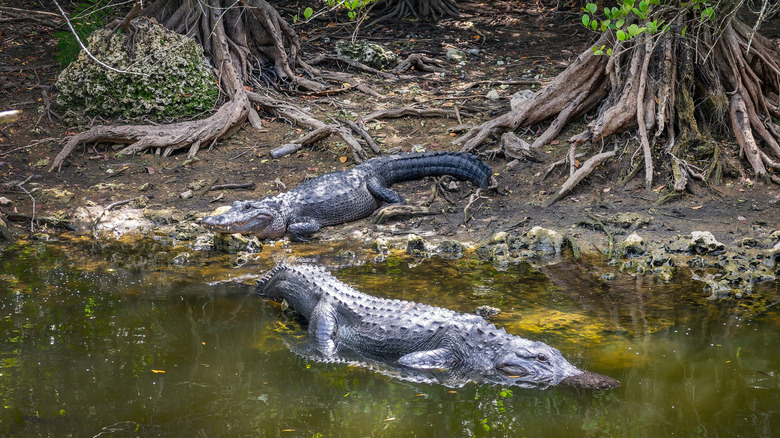 A pair of alligators seen from the remote Loop Road Scenic Drive