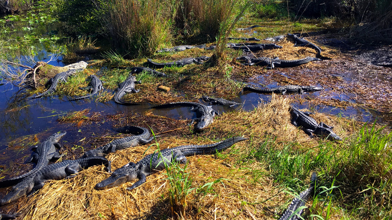 A group of alligators concentrated in Everglades National Park in Florida