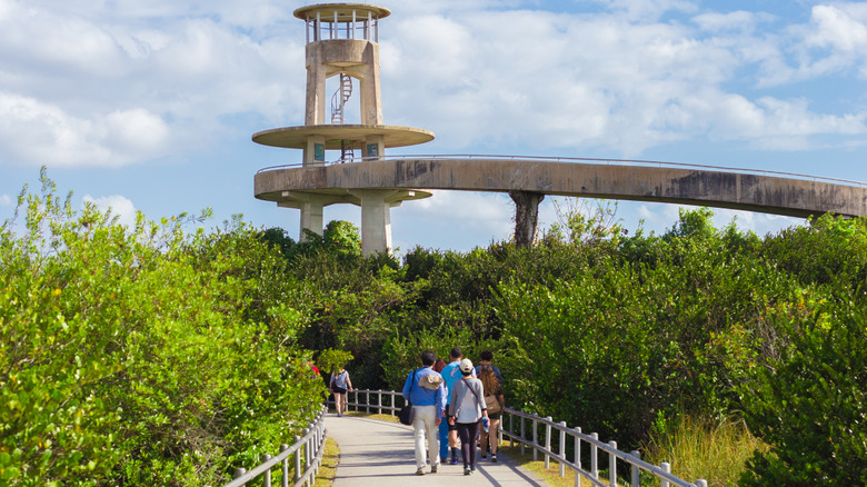 People walking on Shark Valley Tram Trail towards the obervation tower