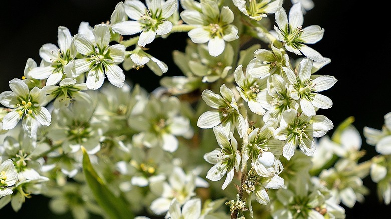 Rows of creamy radial flowers on the California false hellebore plant