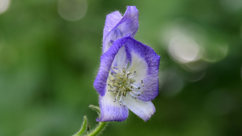 The purple and white flower of the Columbian monkshood