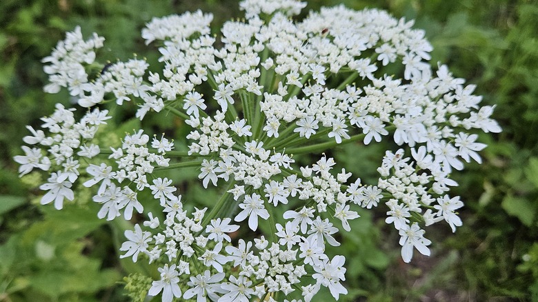 Bunches of small white flowers of the cow parsnip plant