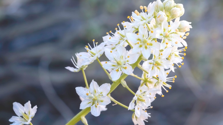 Bunches of white and yellow radial flowers of the deathcamas plant