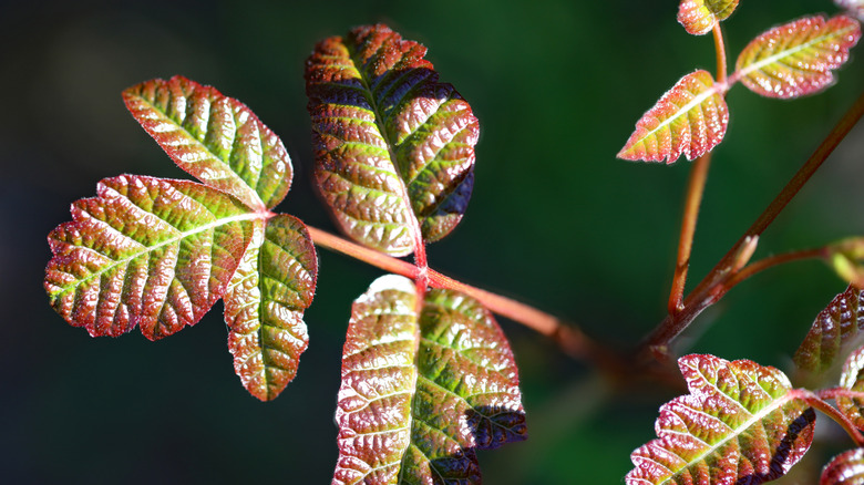 red and green shiny leaves and red stems of Pacific Poisonous Oak