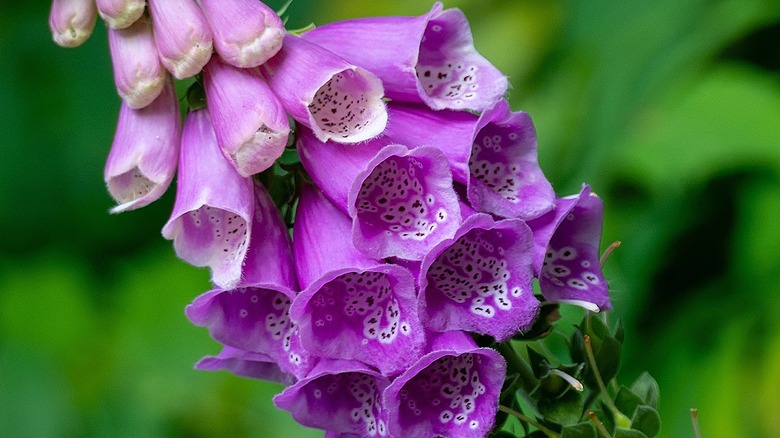 Drooping purple bell-shaped blooms of a purple foxglove plant
