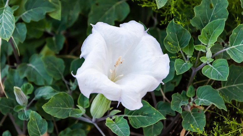 A white sacred datura flower in full bloom