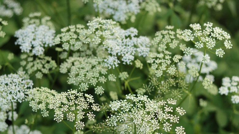 The delicate white flowers of western water hemlock