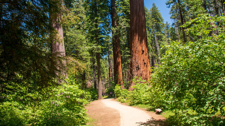 A scenic pathway surrounded by sequoia trees at Calaveras Big Trees State Park near Murphys, California