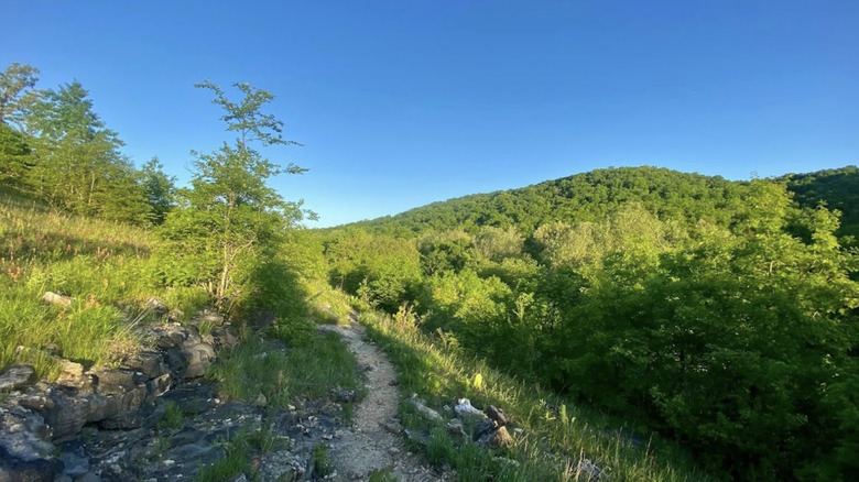 a trail winding in Busiek State Forest and Wildlife Area, Missouri