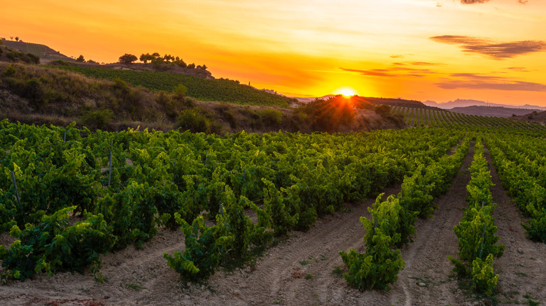 Vineyard at sunset in La Rioja, Spain
