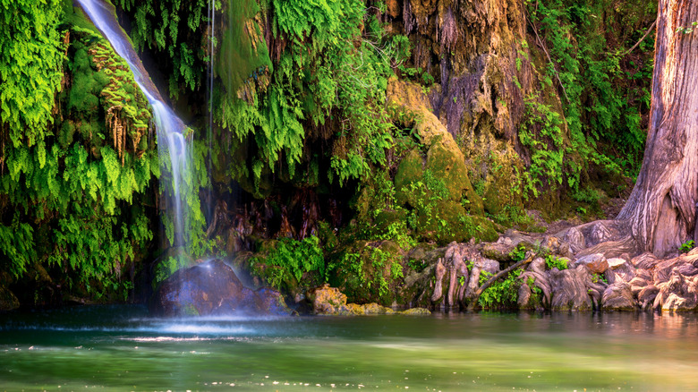 Waterfall at waterong hole in Krause Springs, Texas