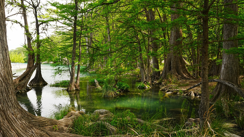 Trees line the riverbank in Garner State Park on the Frio River