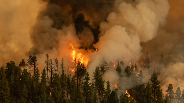 The Tamarack Fire burns on the eastern edge of California just south of Lake Tahoe