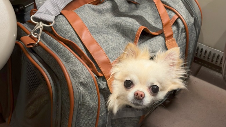 A fluffy white dog in an airplane carry-on bag