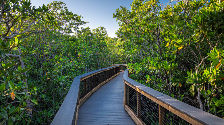 Wooden footbridge inside the mangrove at John Pennekamp Coral Reef State Park, Key Largo, Florida