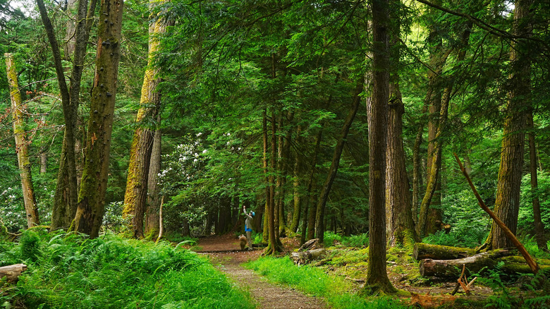 Person with a dog standing on a path in Cook Forest, with large trees growing to either side and green ferns growing beneath them