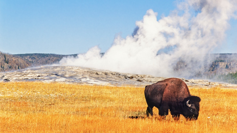 Bison grazing in front of a geyser at Yellowstone