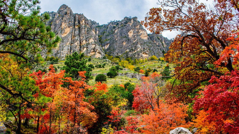 Autumn colors along Pine Canyon, Guadalupe Mountains National Park