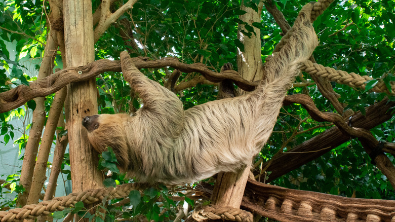 View of a sloth hanging from a tree in its enclosure at the Berlin Zoo, Germany