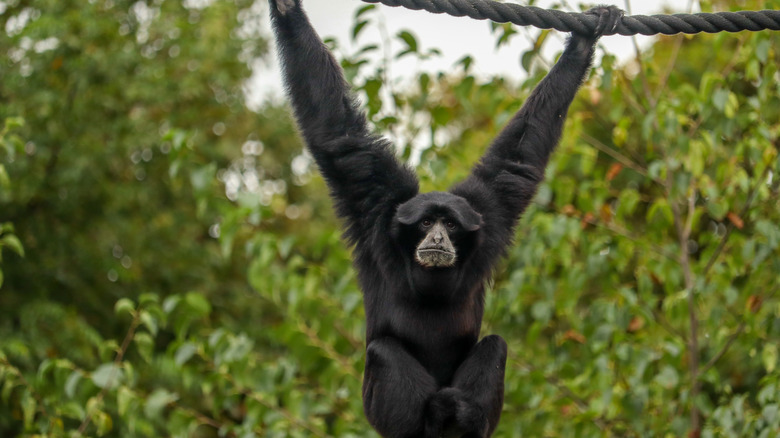 One of the Siamang Gibbons swinging from a rope in Dublin Zoo, Phoenix Park