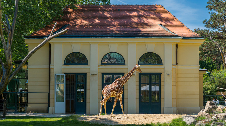 Giraffe walking in front of historic building at Vienna's Tiergarten Schönbrunn zoo on a sunny day