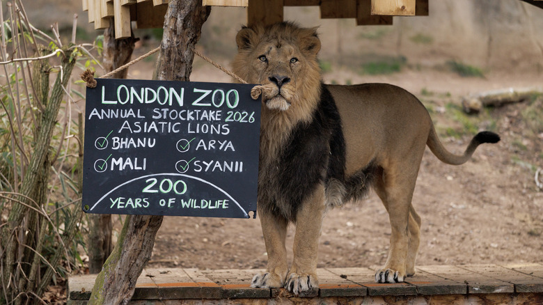 A lion in its enclosure during the annual stocktake at London Zoo on January 06, 2026 in London, England
