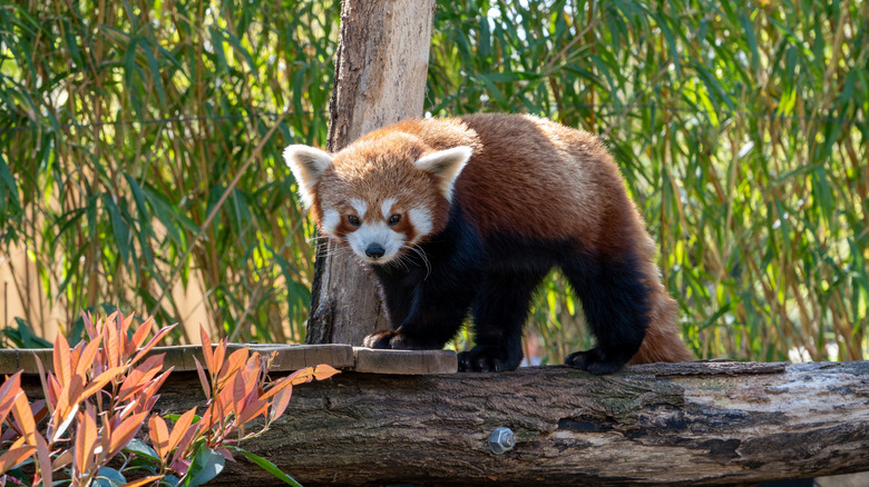 Red panda facing the camera at the Ménagerie du Jardin des Plantes in Paris, France