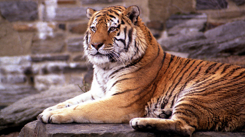 Tiger sitting majestically in its enclosure at the Philadelphia Zoo