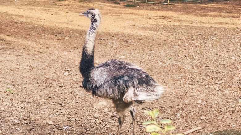 Brown Rhea or Rhea Americana at Trivandrum/Thiruvananthapuram Zoo, Thiruvananthapuram, Kerala, India