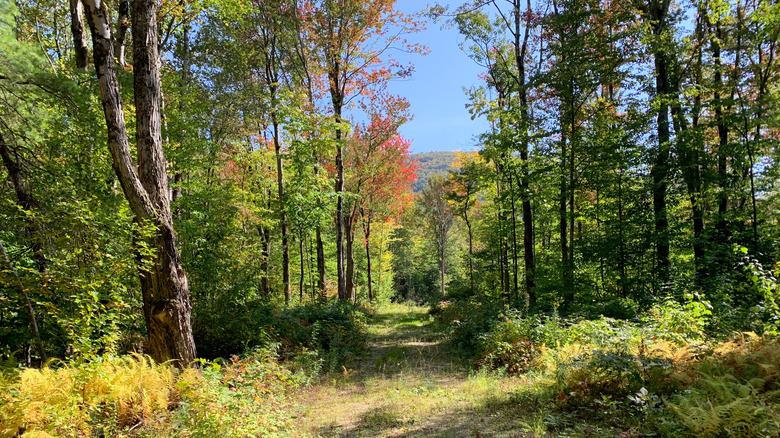 A wooded trail in Glastenbury, Vermont