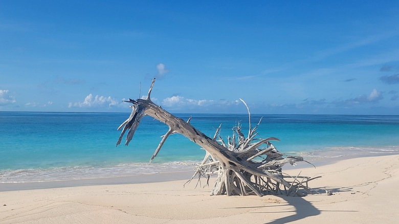 image of a sun bleached tree with exposed roots washed up on the shore; the beach is white and the water is shallow and bright blue