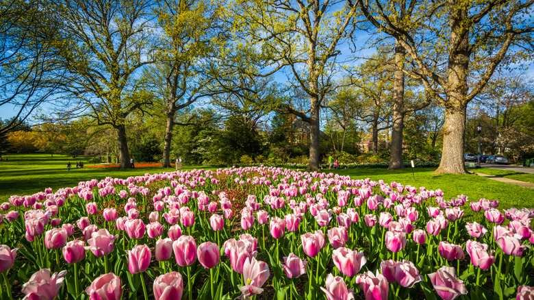 Pink and white tulips bloom in front a grassy lawns and trees at Sherwood Gardens.