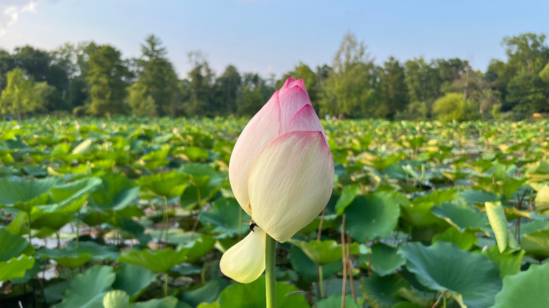 Water Lilly at Kenilworth Park Aquatic Gardens, Washington D.C.