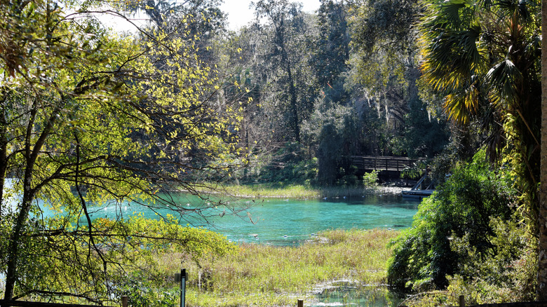 The Rainbow River with lush trees surrounding it
