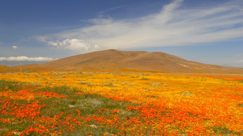 Spring colors at Antelope Valley California Poppy Reserve
