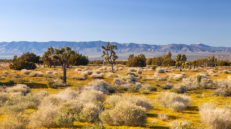 Scenic view of Arthur B. Ripley Desert Woodland State park in spring time with wildflowers.