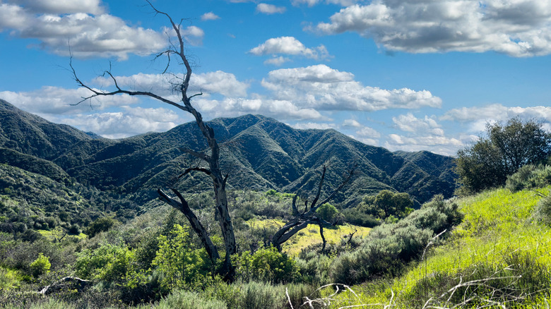 Springtime view of the landscape from the Walker Ranch Trail, Placerita Canyon State Park, CA